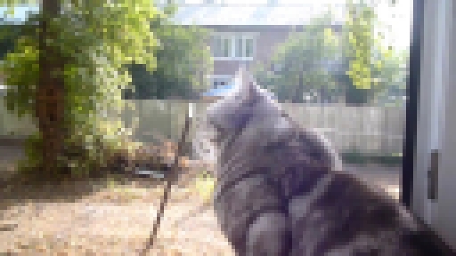 Кошка с утра уже в окошке 26 09 2014 - видеоклип на песню