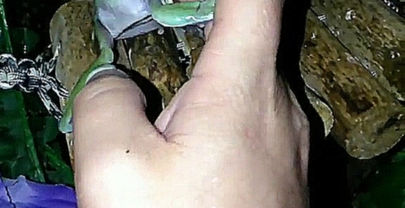 Лягушка глотает палец - видеоклип на песню