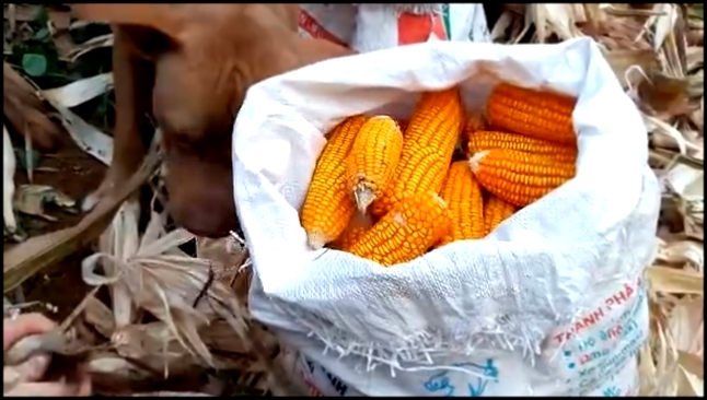 Пёс помогает чистить кукурузу 