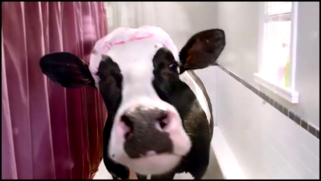 Утро правильной коровы начинается так - видеоклип на песню