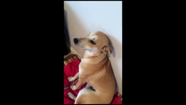 Виноватая собака себя выдала - видеоклип на песню