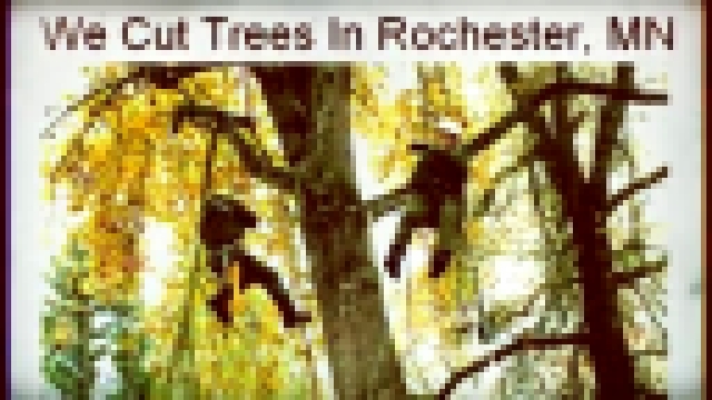 24 hour emergency tree removal services Rochester, MN Call 507-200-0200 - видеоклип на песню
