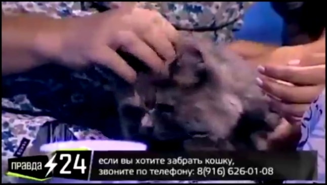 Наталья Сенчукова и кошка - видеоклип на песню