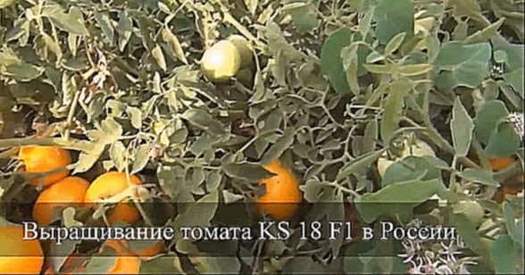 Выращивание оранжевого томата KS 18 F1 