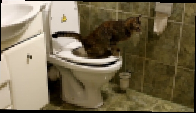 Как научить кошку ходить туалетиться на унитаз. Пошаговая инструкция как приучать. 
