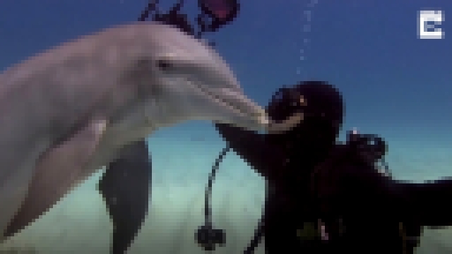 Дельфины целуются с дайверами - видеоклип на песню