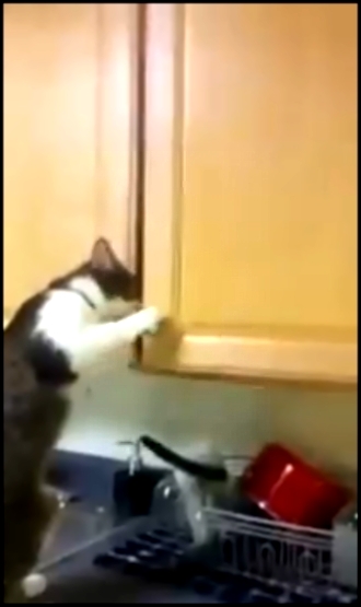 Кот ворует вкусняшки из шафа 