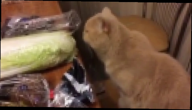 кот любит китайскую капусту 