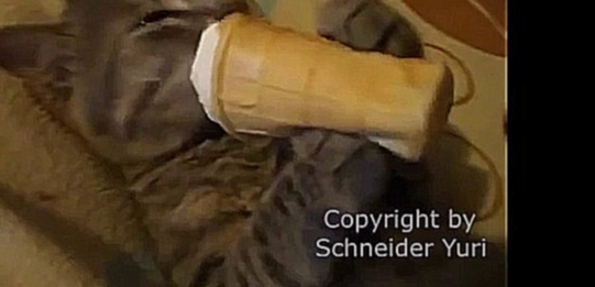 Кот ест мороженное прямо из стаканчика 