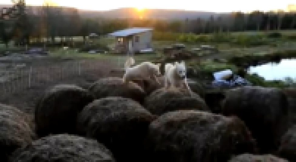 Собаки на сене - видеоклип на песню