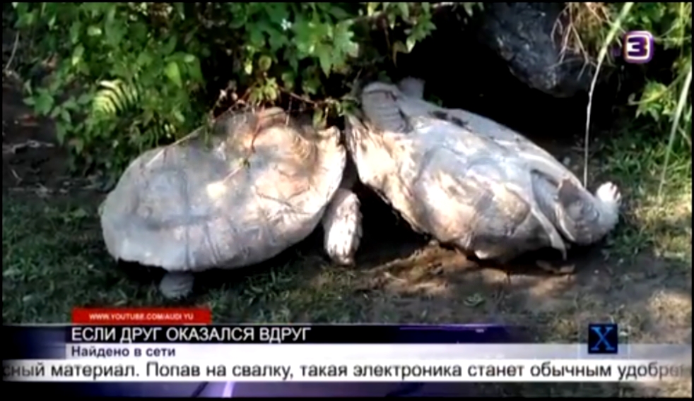 Черепаха помогла соседке по вольеру встать на ноги | Найдено в сети | Х-версии. Другие новости 