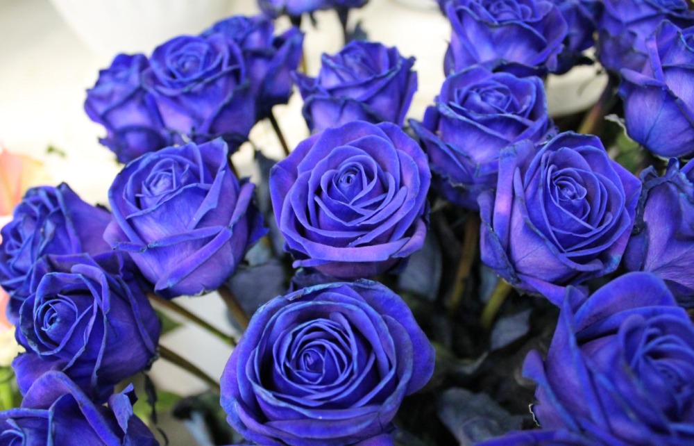 Frequenz Синие розы