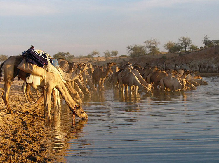 Хатуба 3 -й день без воды, пить хотят верблюды
