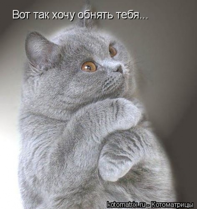 Котик Я тебя люблю