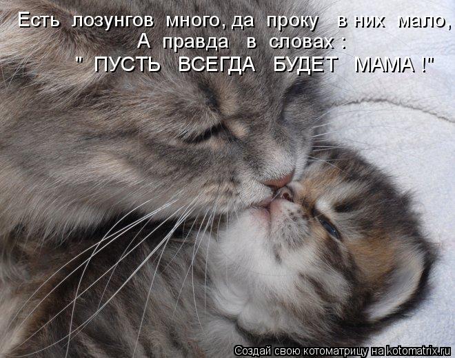 Котята Моя мама лучшая на свете