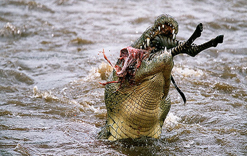 Крокодил На 8-е марта