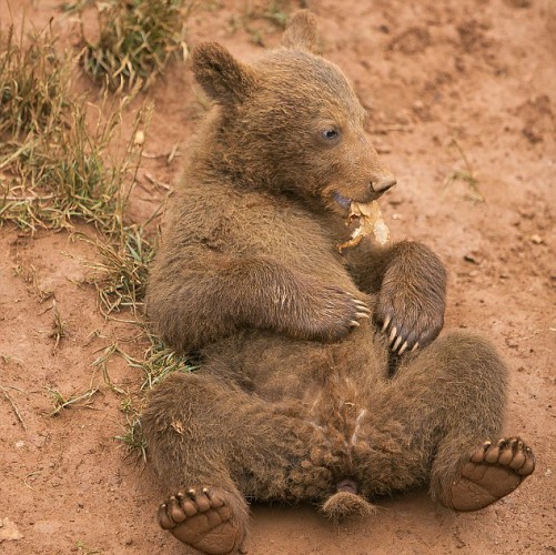 Ленивэ Короли дорог