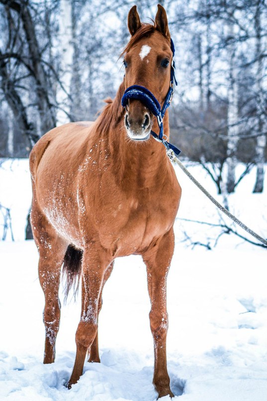 Михаил Боярский Рыжий конь