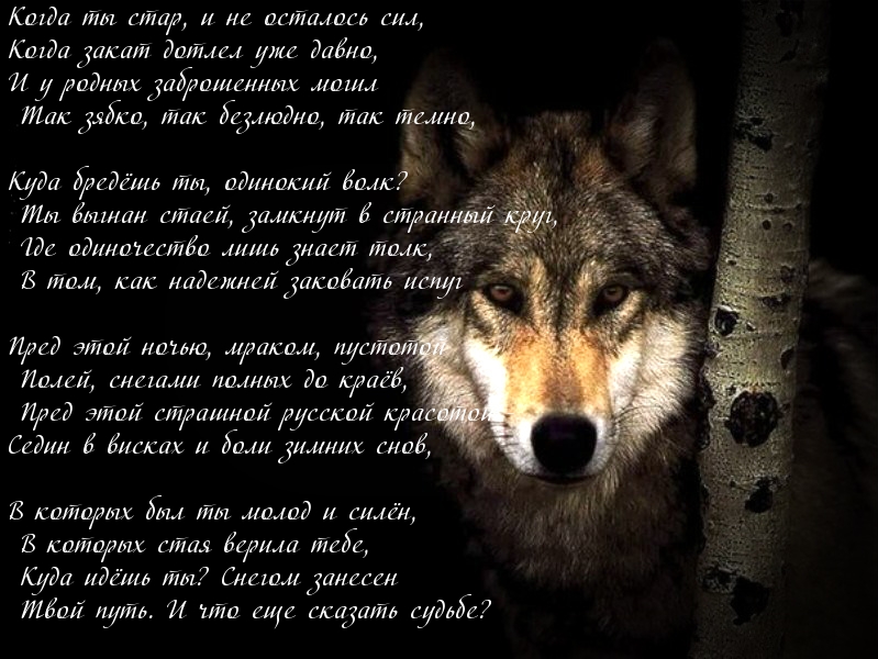 Невiдомий Одинокый Волк