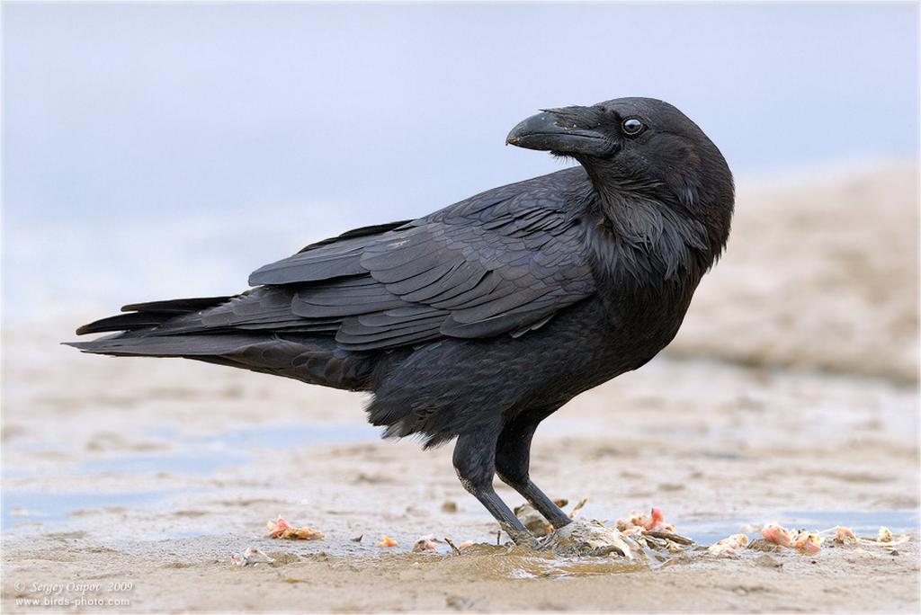 Птаха Чёрный ворон
