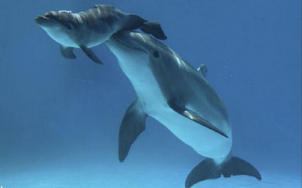 Шикарный релакс Дельфины