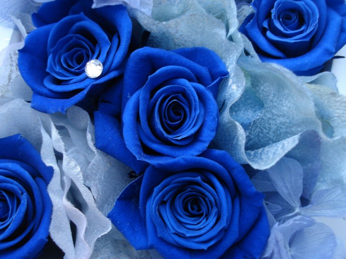 Синие Розы