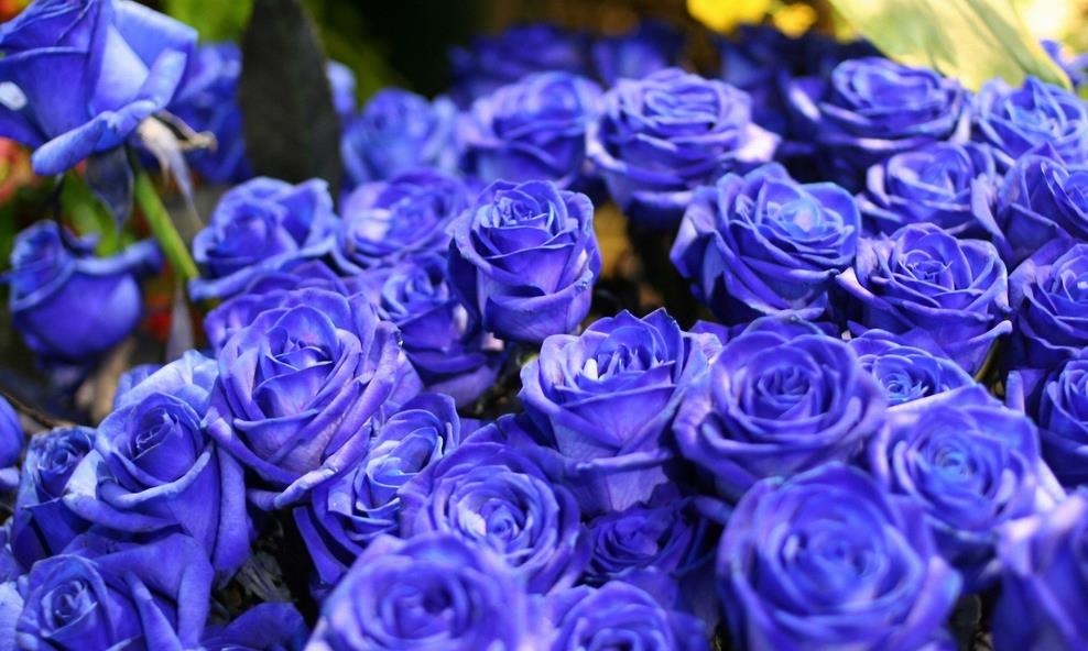 синие Синие розы