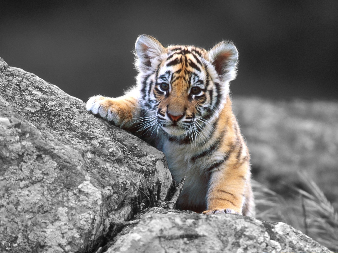 тигрёнок Маленький тигрёнок