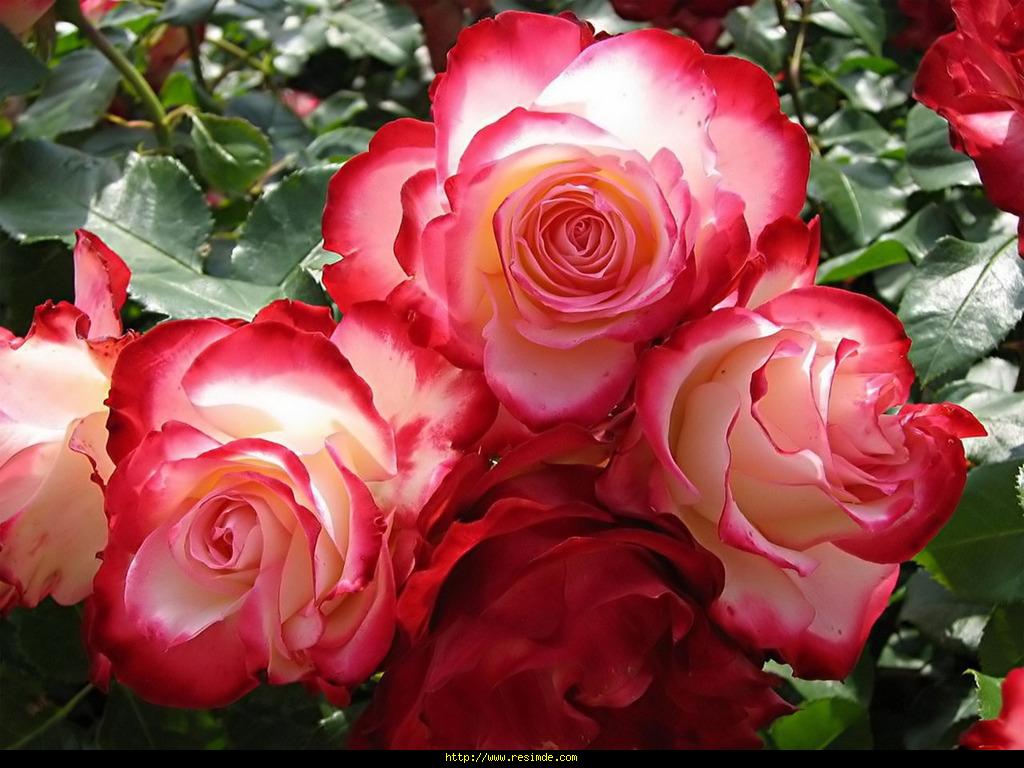 Ваня Лабач Я подарю тебе розы.