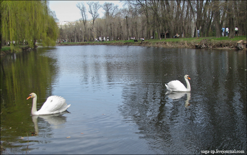 Виктор Евдокимов а белый лебедь на пруду